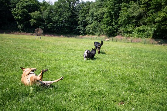 Hunde spielen auf der Hundewiese in Wittringen